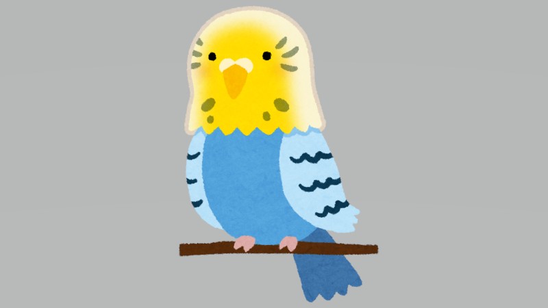 今日は…オウムとインコの日なんだそうです…